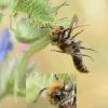 Hoplitis sp.